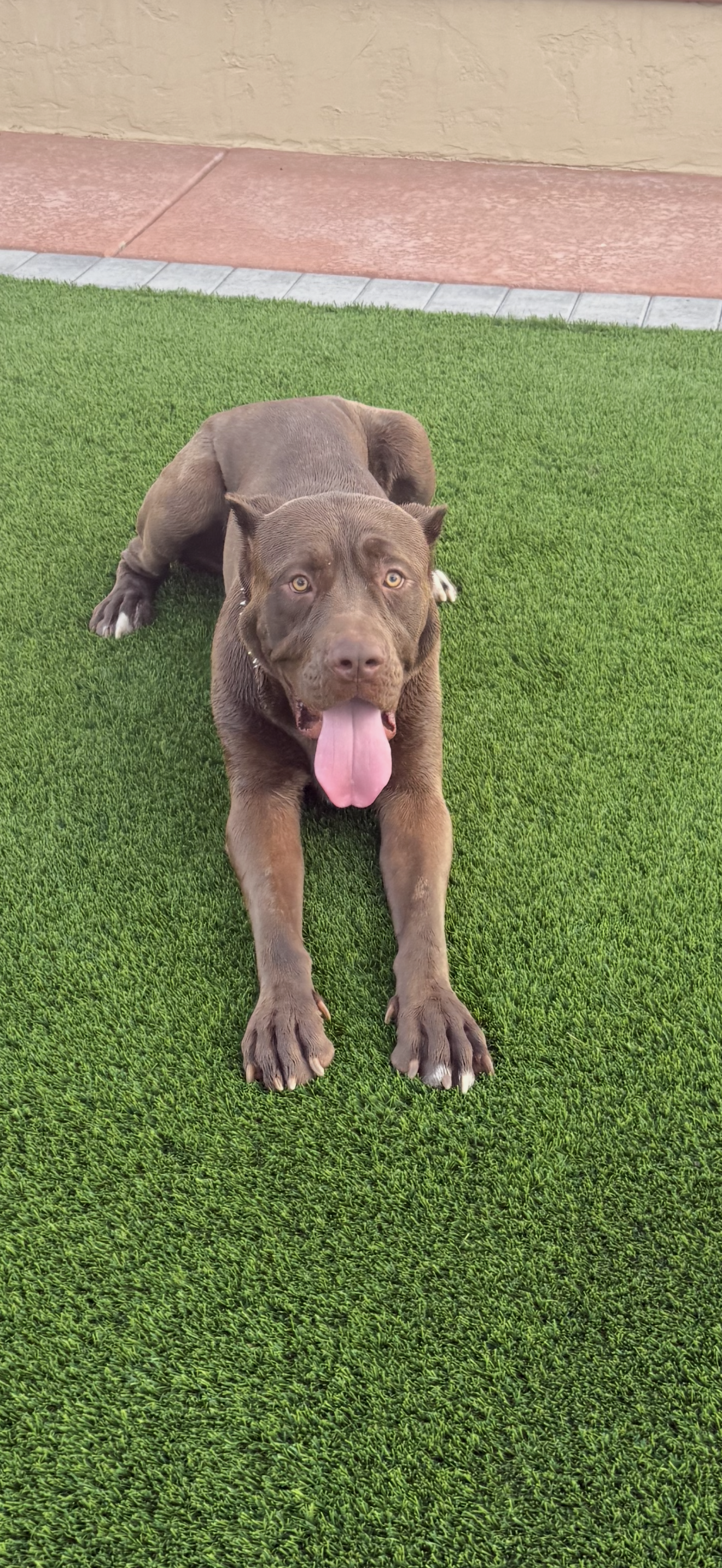 Ace, a 2 years old old male Cane Corso available for adoption in Arizona