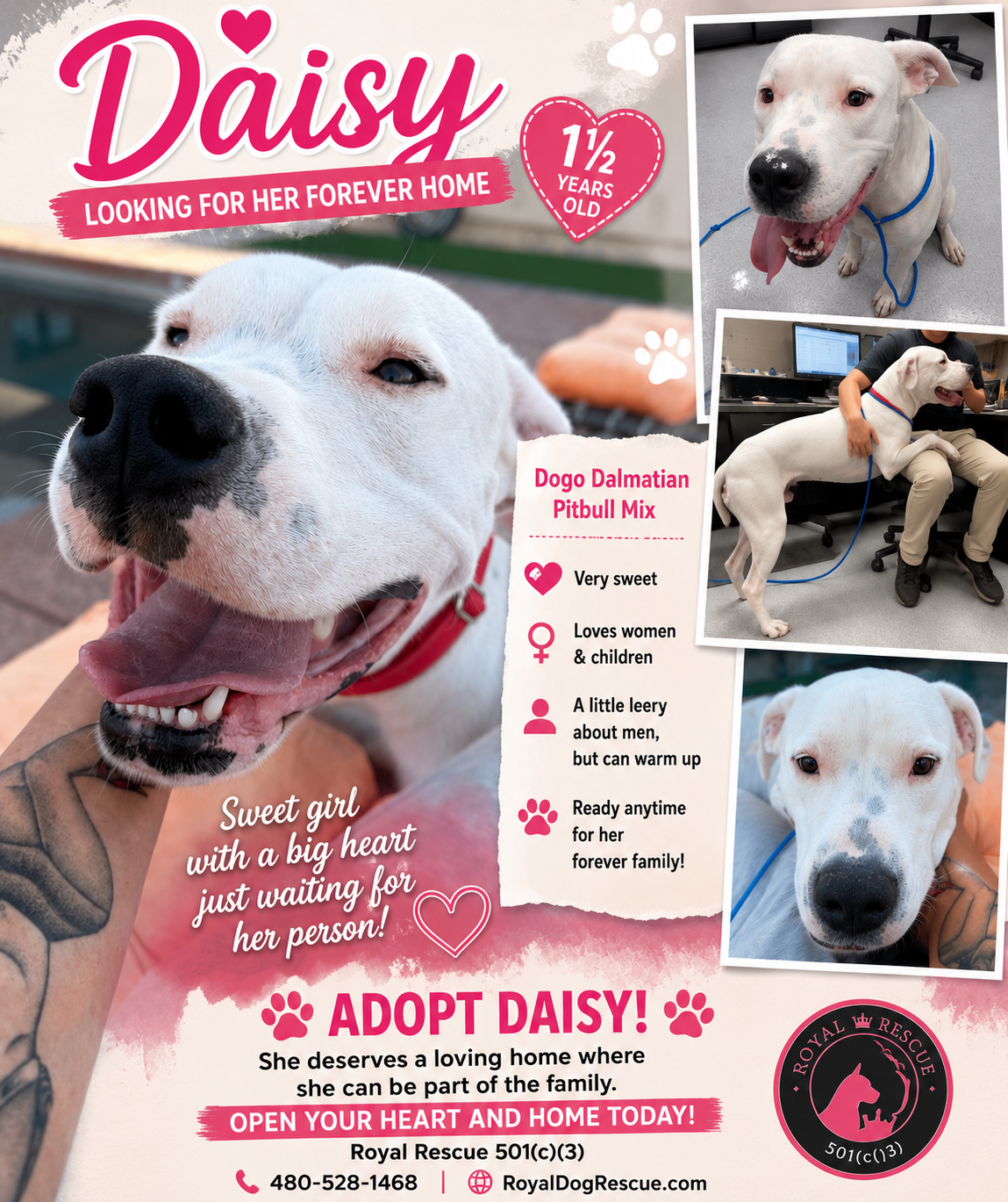 Daisy, a female Cane Corso available for adoption from Royal Kennels Rescue in Arizona