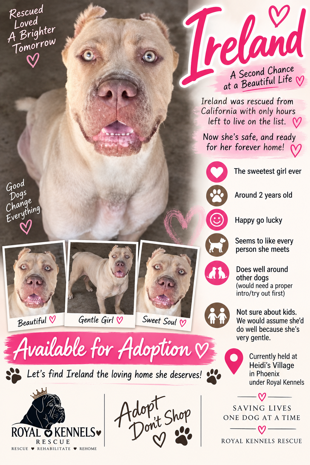 Ireland , a female Cane Corso available for adoption from Royal Kennels Rescue in Arizona