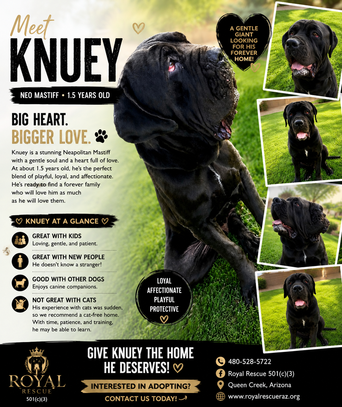 Knuey, a 15 months old old male Cane Corso available for adoption in Arizona