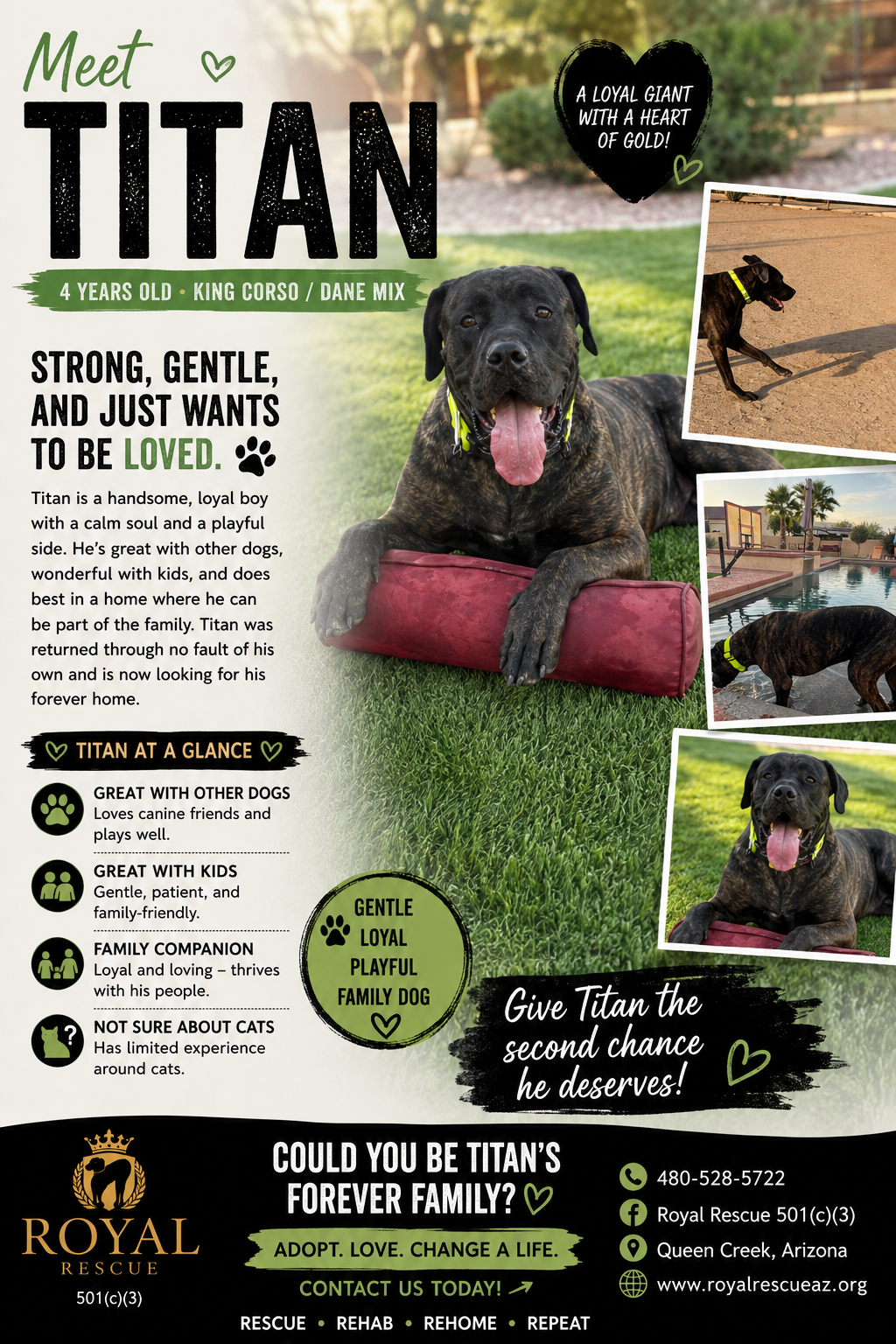 Titan , a 4 years old old male Cane Corso available for adoption in Arizona