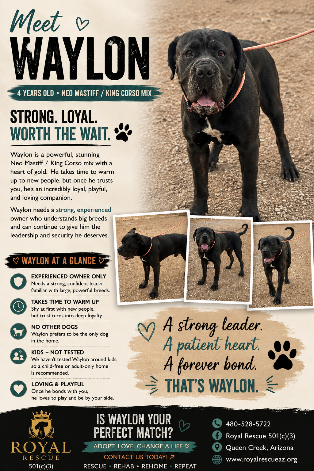 Waylon, a male Cane Corso available for adoption from Royal Kennels Rescue in Arizona